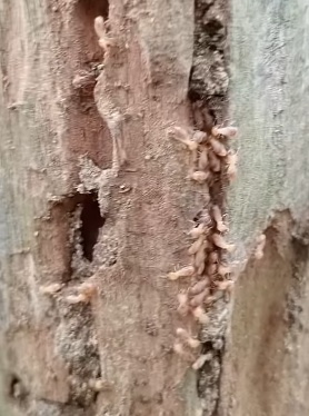 Mengatasi Rayap pada Mebel Kayu